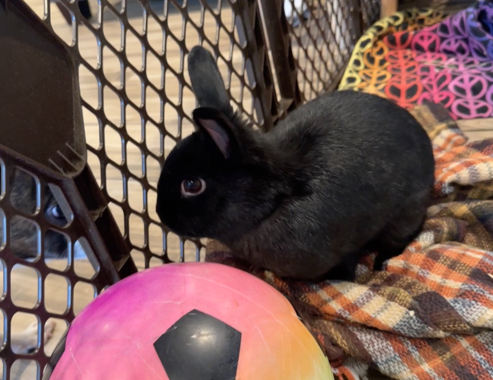 Enlarge Emilio, a Adopted Havana in North salem, NY image 3/5