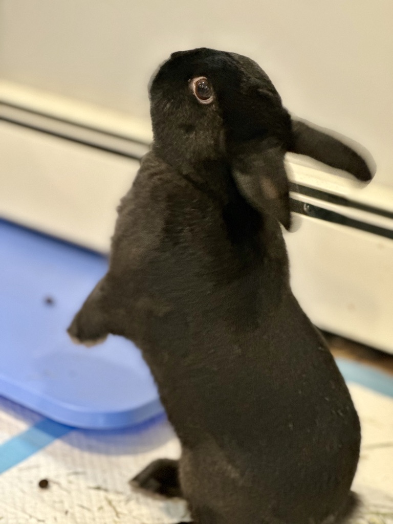 Enlarge Emilio, a Adopted Havana in North salem, NY image 2/5