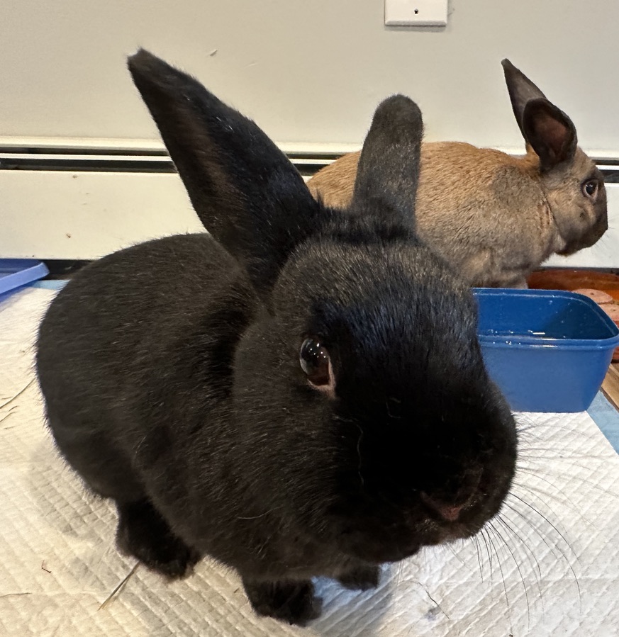 Emilio, Adopted, Adult Male Havana.