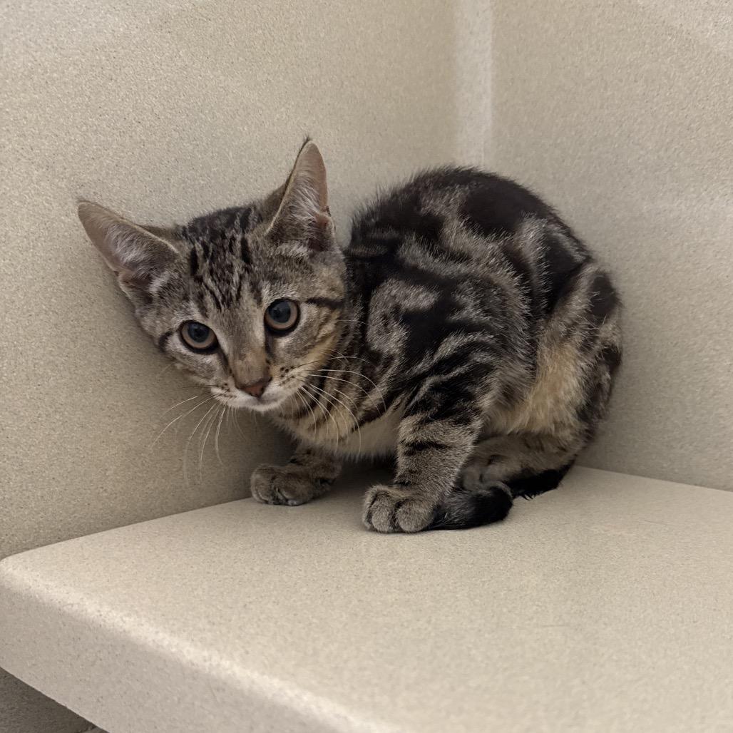 Enlarge Crumbly Blue, a Adoptable Domestic Short Hair in Attica, NY image 1/2