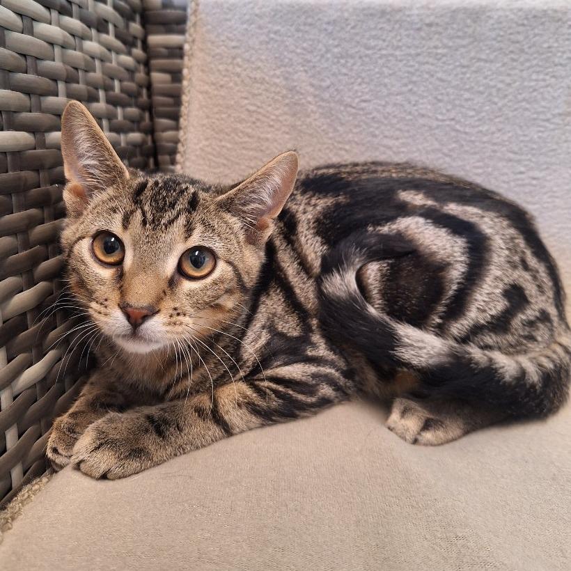 Enlarge Crumbly Blue, a Adoptable Domestic Short Hair in Attica, NY image 2/2