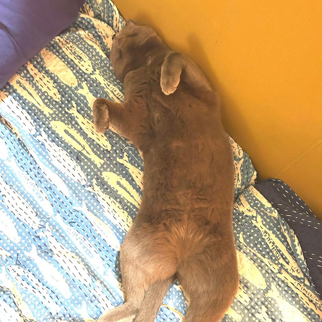 Sedona, Adoptable, Adult Female Domestic Short Hair.