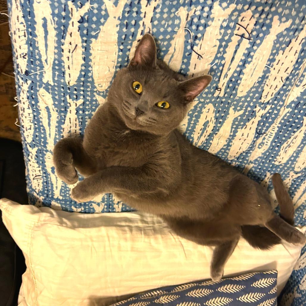 Sedona, a Adoptable Domestic Short Hair in New York, NY image 3/6