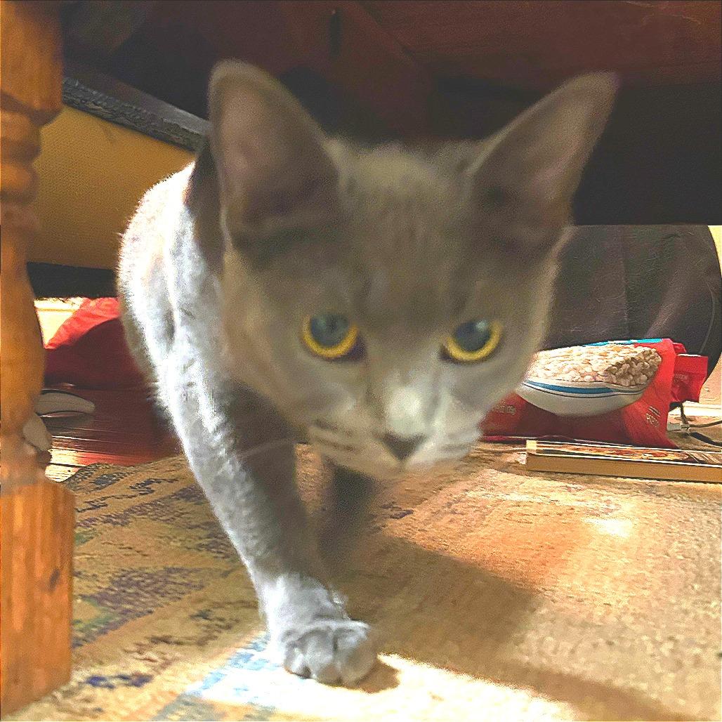 Sedona, a Adoptable Domestic Short Hair in New York, NY image 4/6