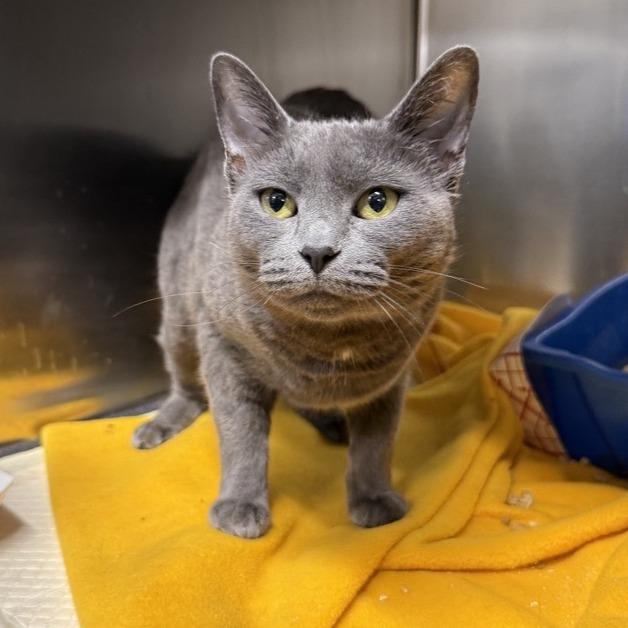 Sedona, a Adoptable Domestic Short Hair in New York, NY image 5/6