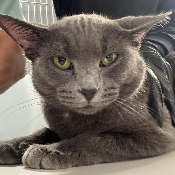 Sedona, a Adoptable Domestic Short Hair in New York, NY image 6/6