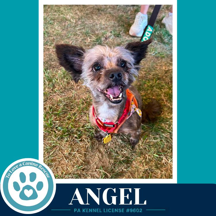 Angel 071826, a Adoptable mixed breed in Kimberton, PA image 1/5