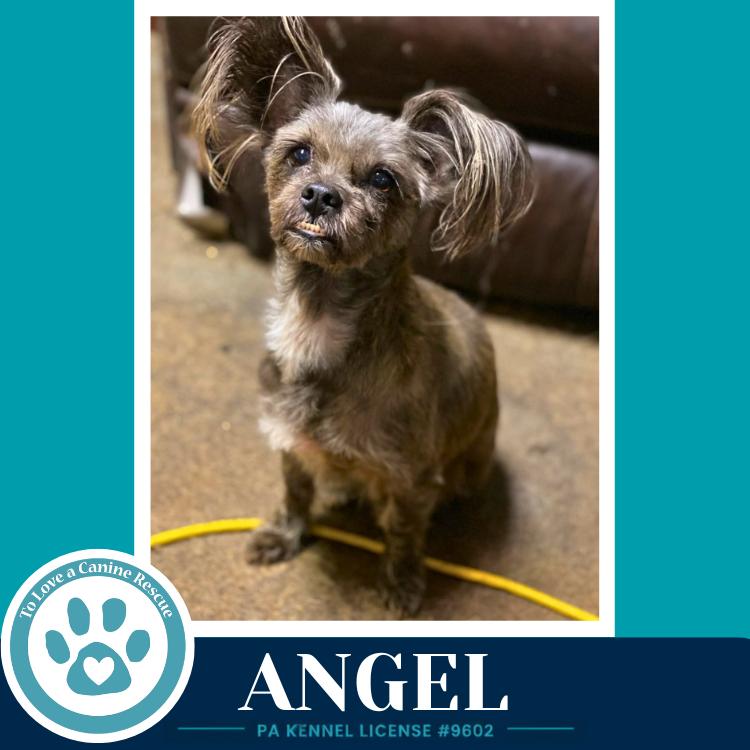Angel 071826, a Adoptable mixed breed in Kimberton, PA image 2/5