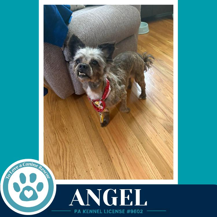 Angel 071826, a Adoptable mixed breed in Kimberton, PA image 3/5