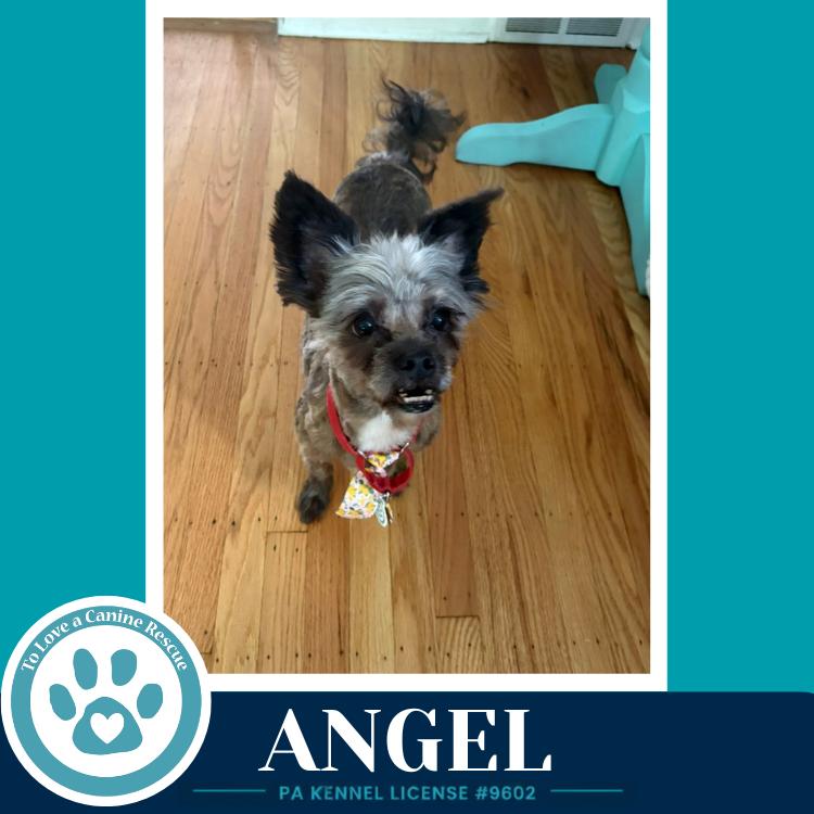 Angel 071826, a Adoptable mixed breed in Kimberton, PA image 4/5