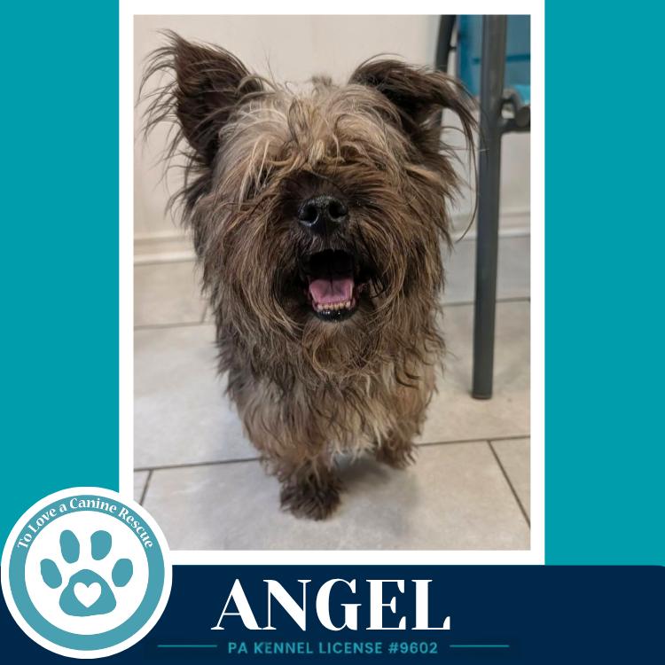 Angel 071826, a Adoptable mixed breed in Kimberton, PA image 5/5