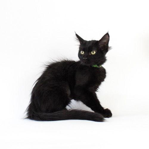 Sparkle Pants, Adoptable, Kitten Female Domestic Short Hair.