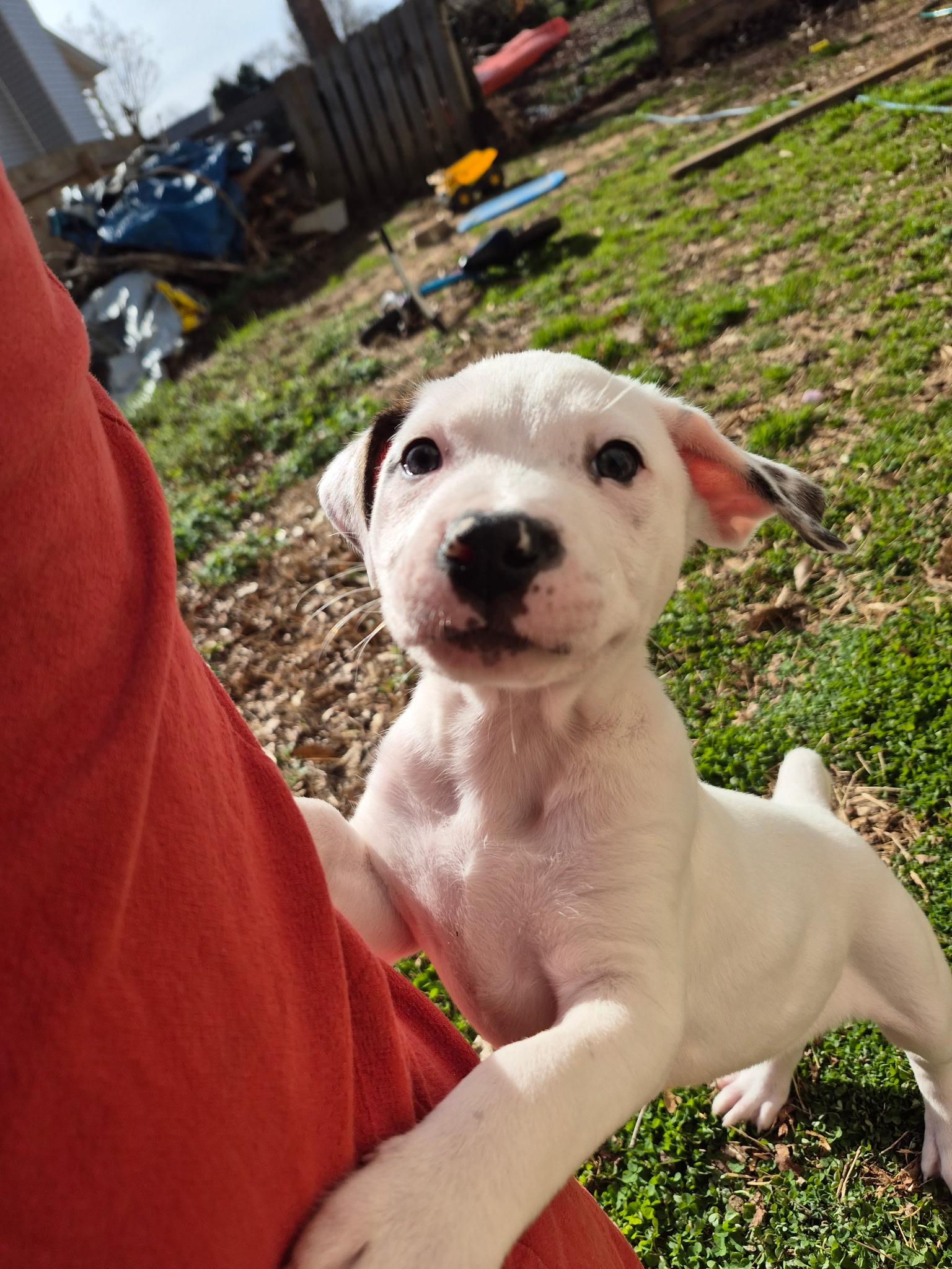 Oscar, an adoptable mixed breed in Grayson, GA image 2/4