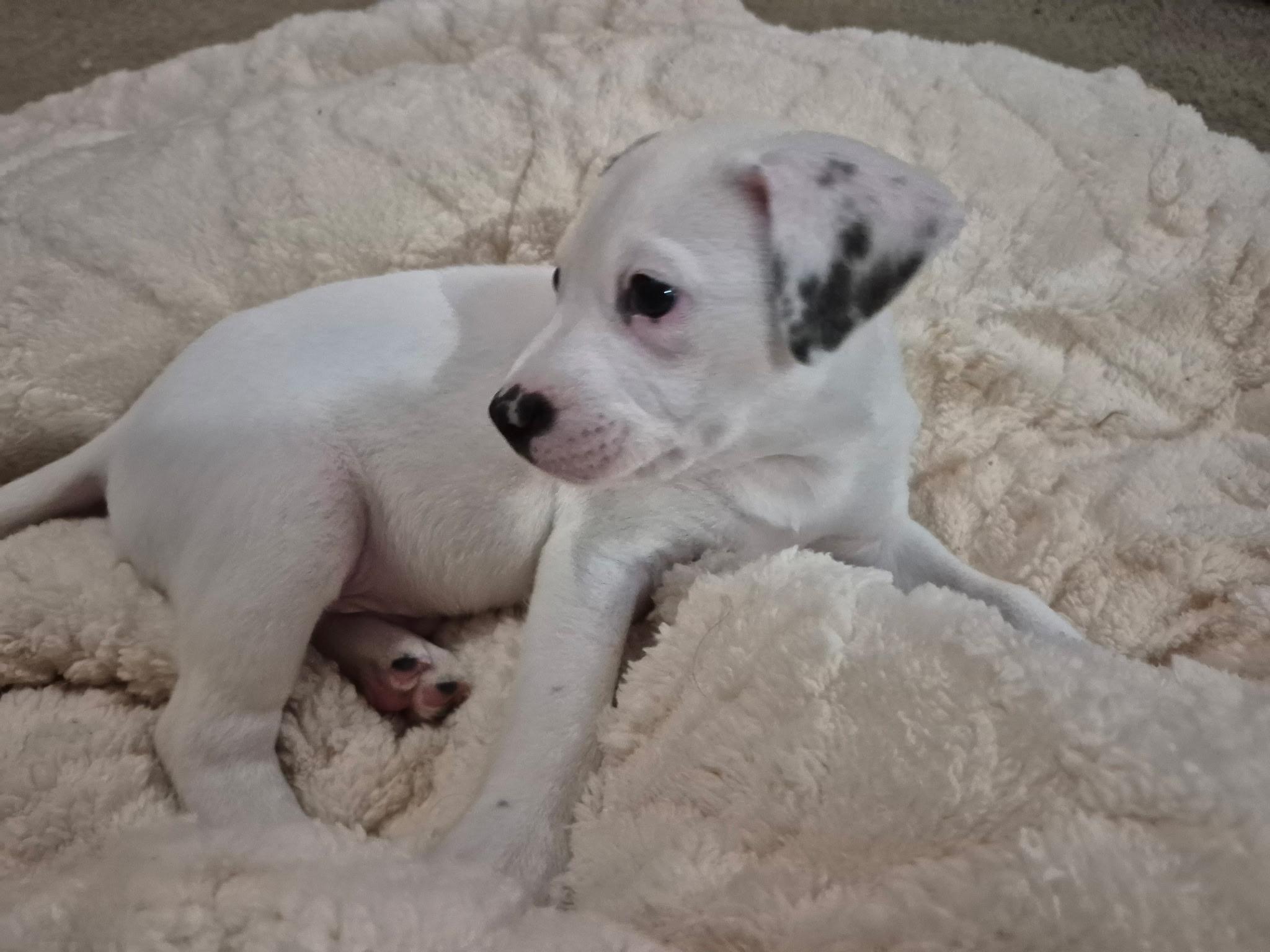 Oscar, an adoptable mixed breed in Grayson, GA image 3/4