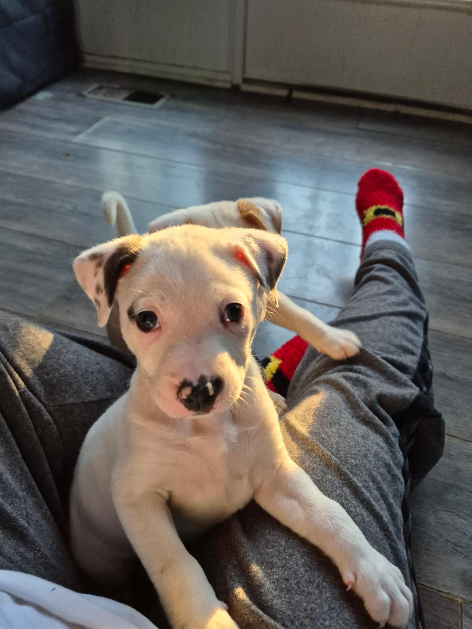 Oscar, an adoptable mixed breed in Grayson, GA image 4/4