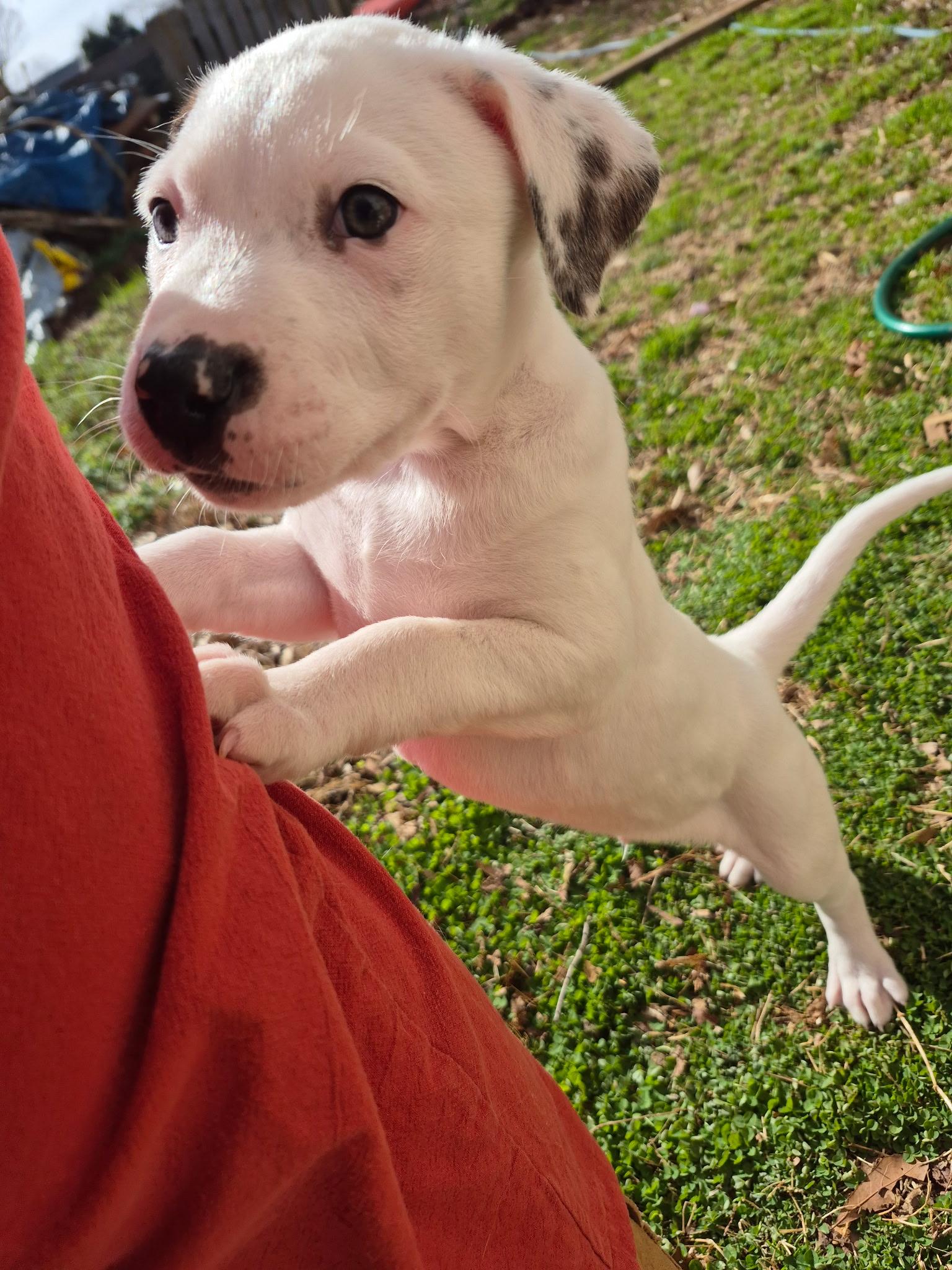 Oscar, an adoptable mixed breed in Grayson, GA image 1/4