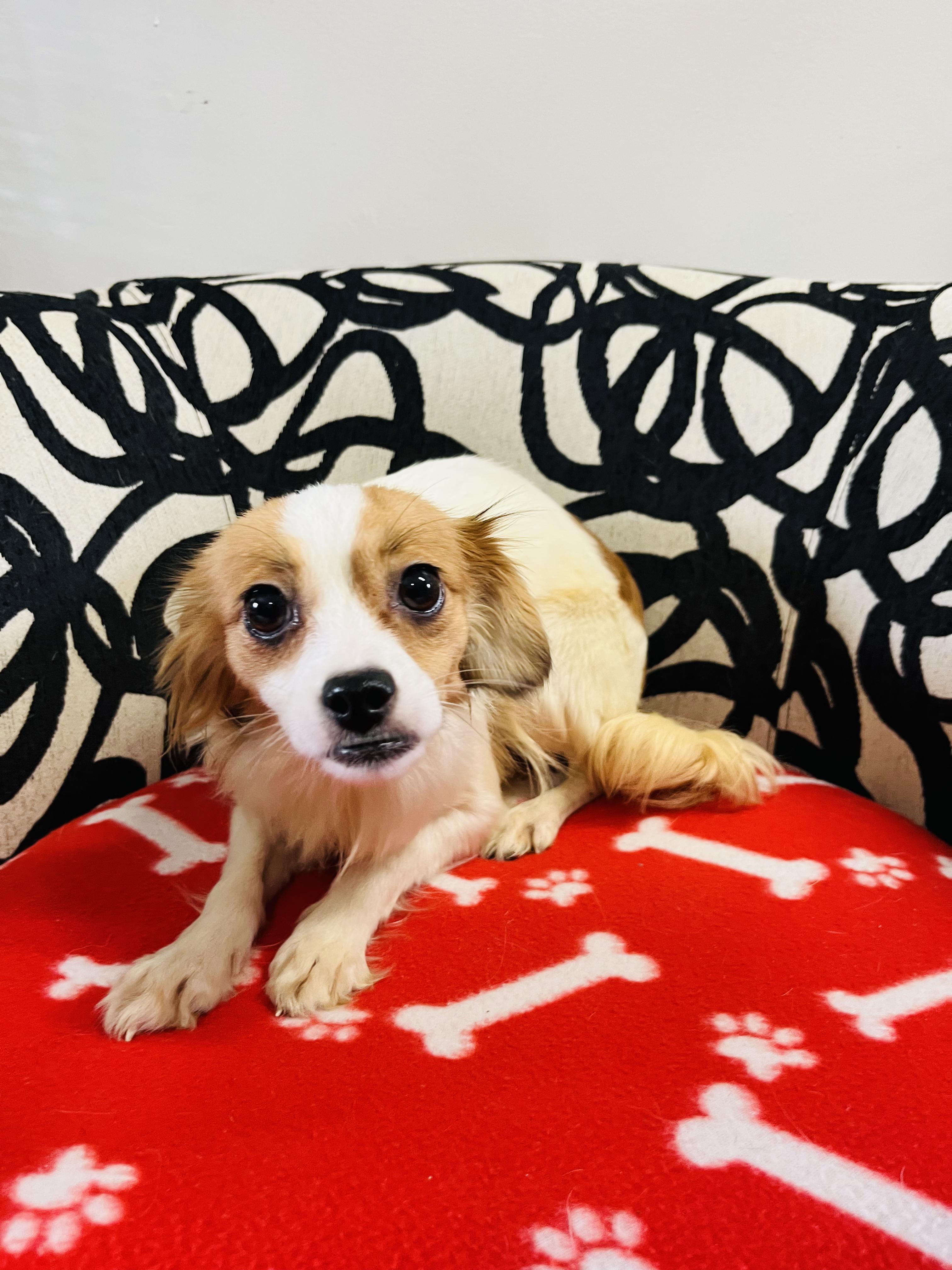 Jessie, a Adopted mixed breed in Palm City, FL image 1/2