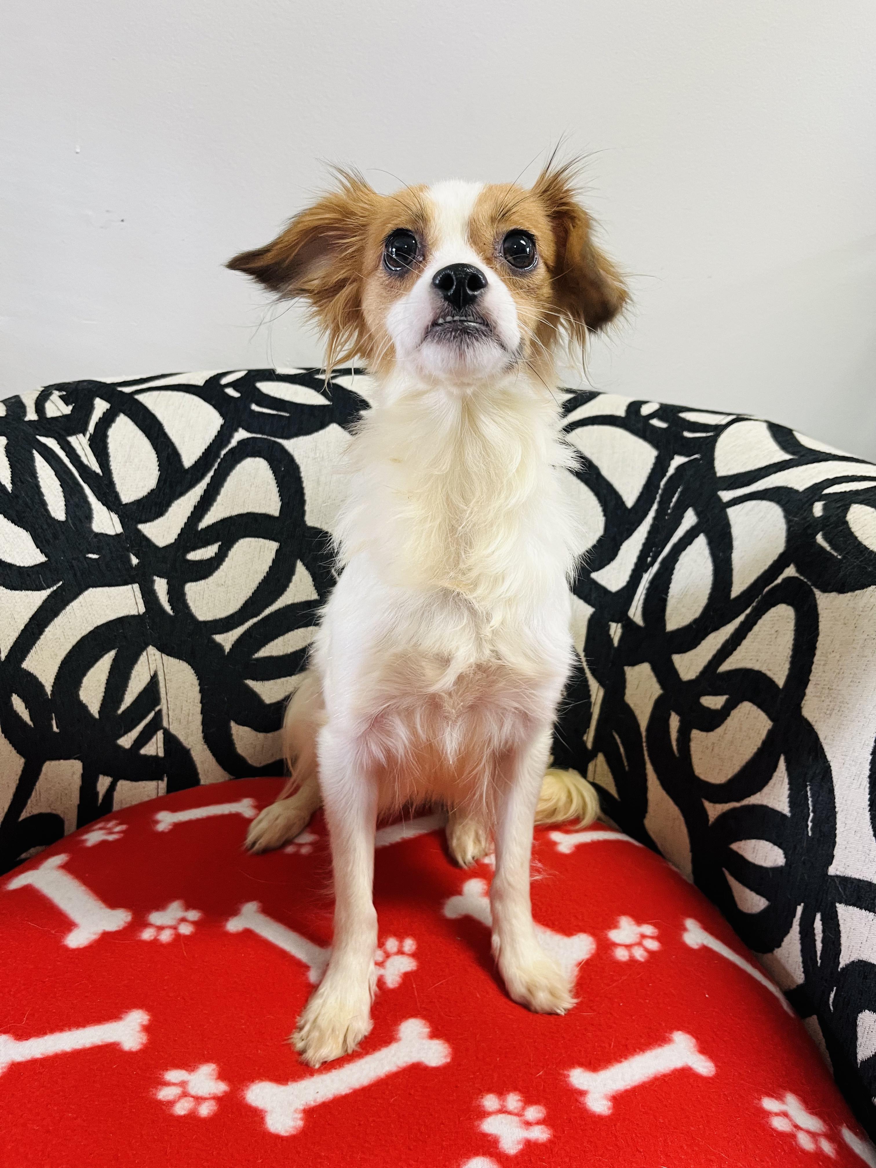 Jessie, a Adopted mixed breed in Palm City, FL image 2/2