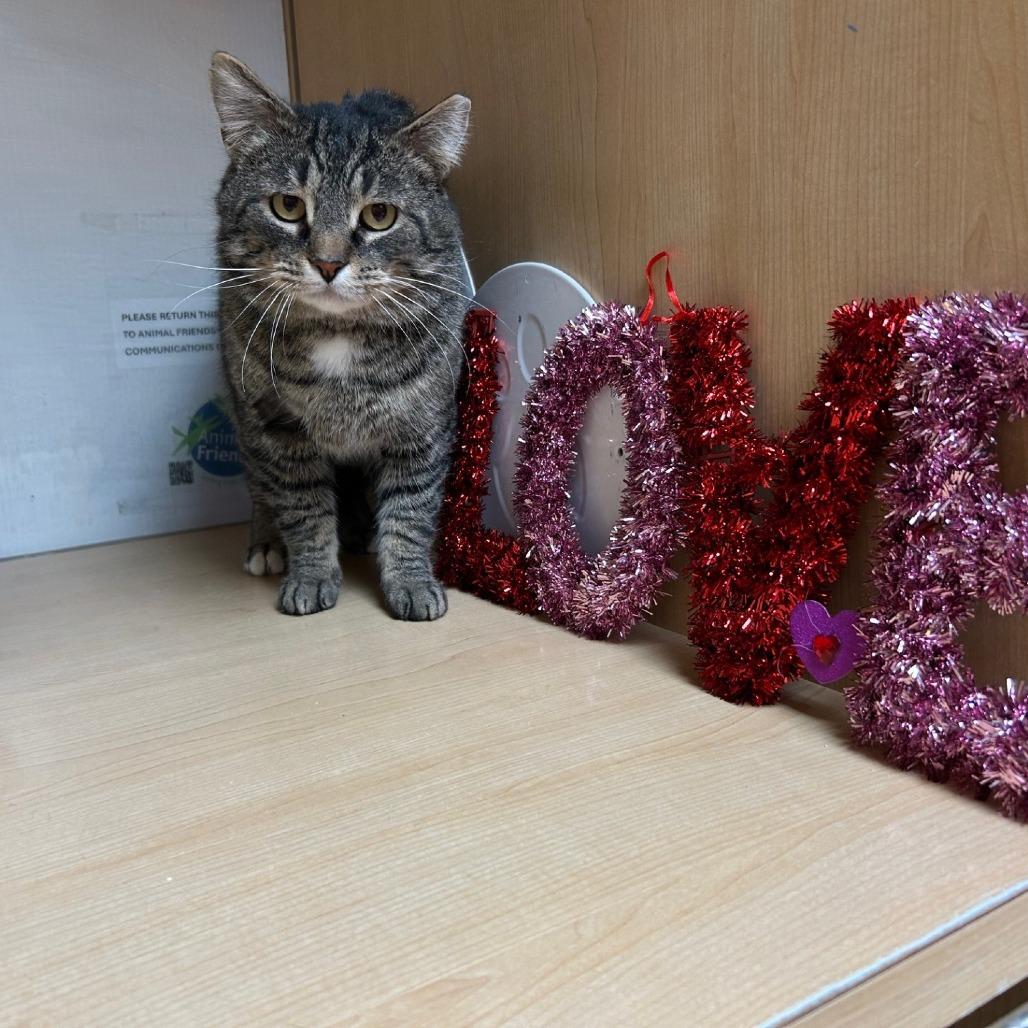 Enlarge Pretty Boy, a Adoptable Domestic Short Hair in Pittsburgh, PA image 1/6