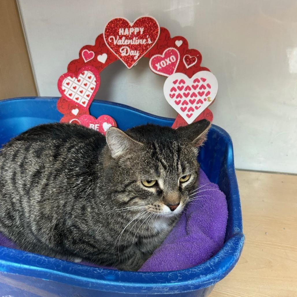 Enlarge Pretty Boy, a Adoptable Domestic Short Hair in Pittsburgh, PA image 2/6