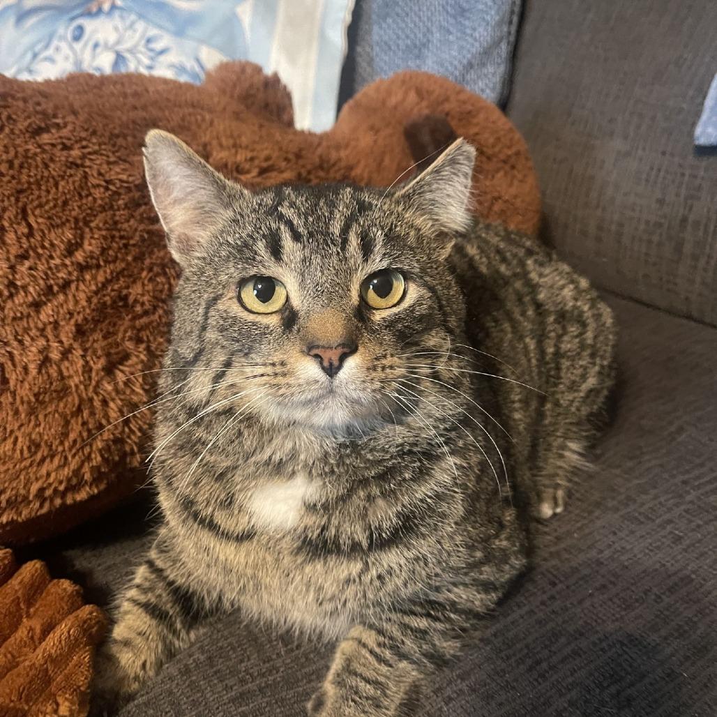 Enlarge Pretty Boy, a Adoptable Domestic Short Hair in Pittsburgh, PA image 3/6