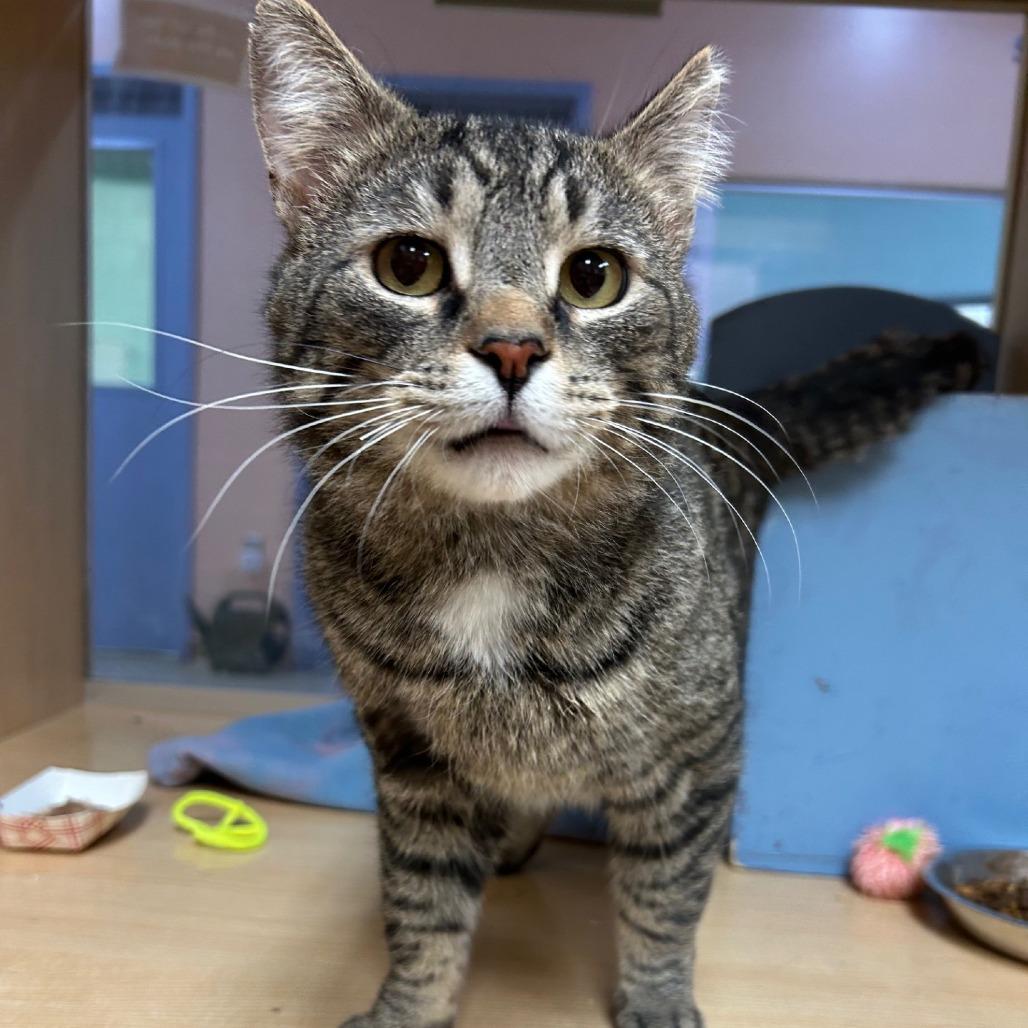 Enlarge Pretty Boy, a Adoptable Domestic Short Hair in Pittsburgh, PA image 4/6