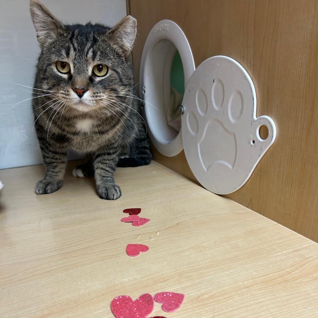 Enlarge Pretty Boy, a Adoptable Domestic Short Hair in Pittsburgh, PA image 5/6
