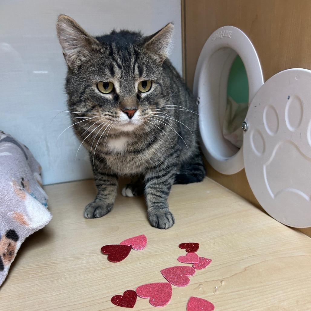 Enlarge Pretty Boy, a Adoptable Domestic Short Hair in Pittsburgh, PA image 6/6
