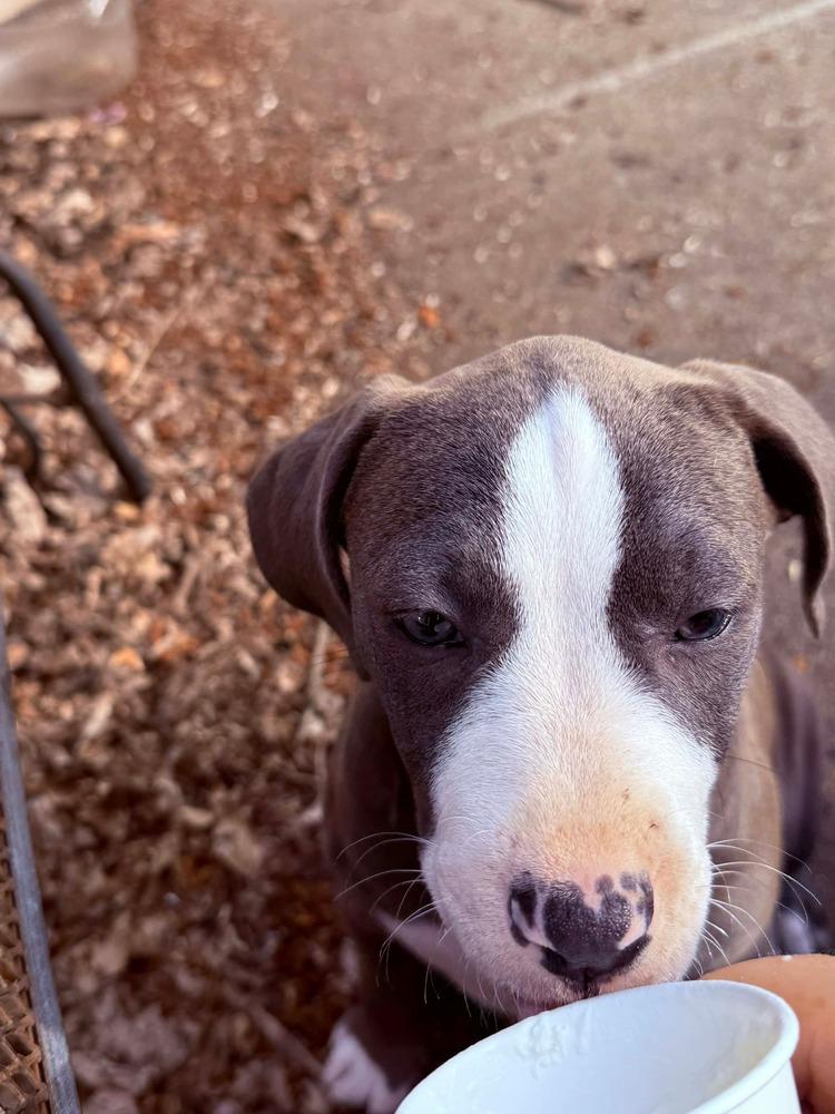 Willow, Adopted, Puppy Female Pit Bull Terrier.