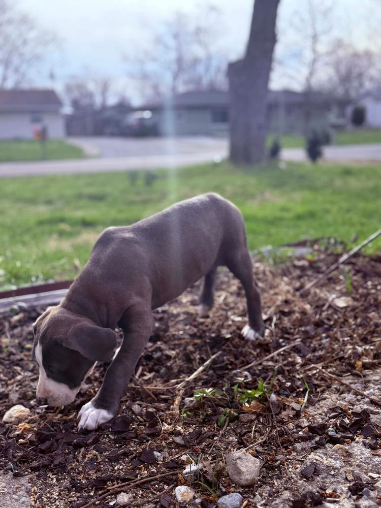 Enlarge Willow, a Adopted Pit Bull Terrier in Indianapolis, IN image 2/6