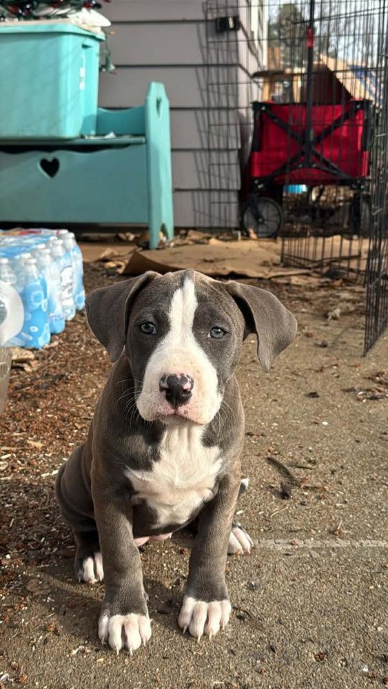 Enlarge Willow, a Adopted Pit Bull Terrier in Indianapolis, IN image 3/6