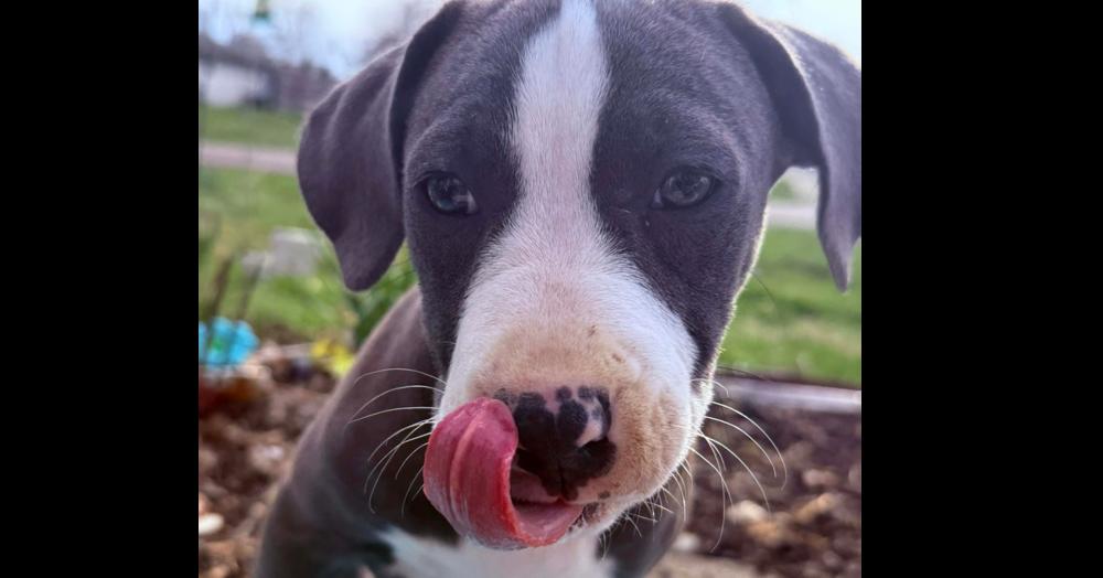 Enlarge Willow, a Adopted Pit Bull Terrier in Indianapolis, IN image 4/6