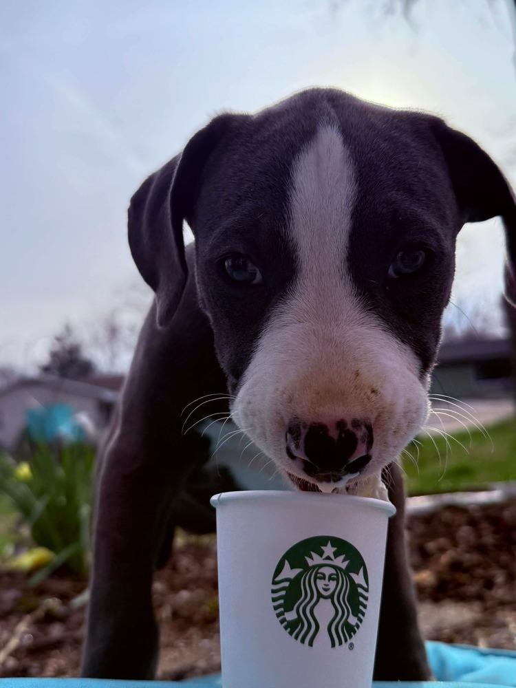 Enlarge Willow, a Adopted Pit Bull Terrier in Indianapolis, IN image 5/6