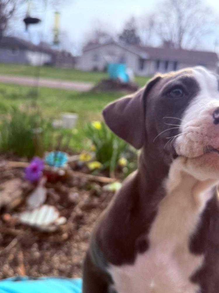 Enlarge Willow, a Adopted Pit Bull Terrier in Indianapolis, IN image 6/6