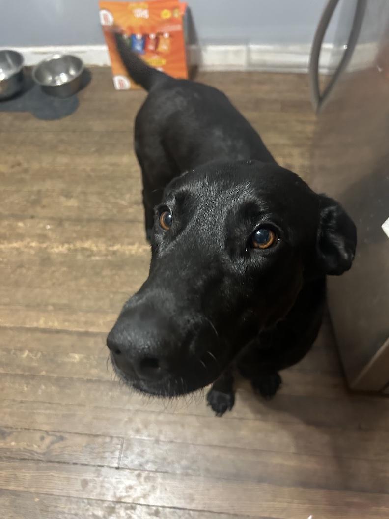 Enlarge Dottie, an adoptable mixed breed in Medina, OH image 1/6