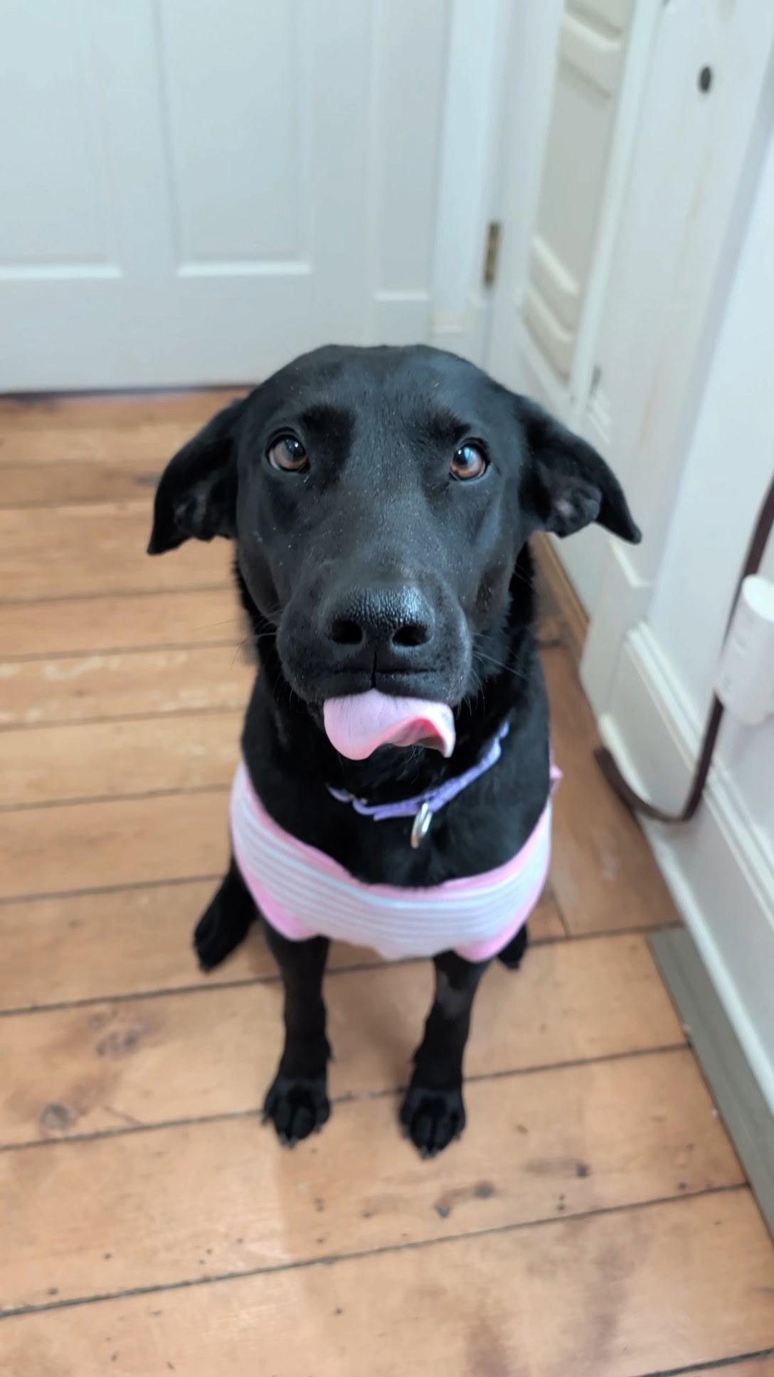 Enlarge Dottie, an adoptable mixed breed in Medina, OH image 5/6