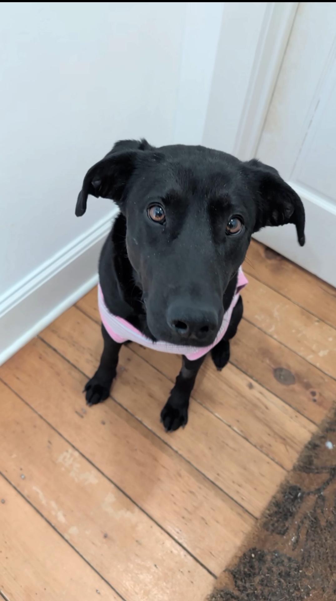 Enlarge Dottie, an adoptable mixed breed in Medina, OH image 4/6