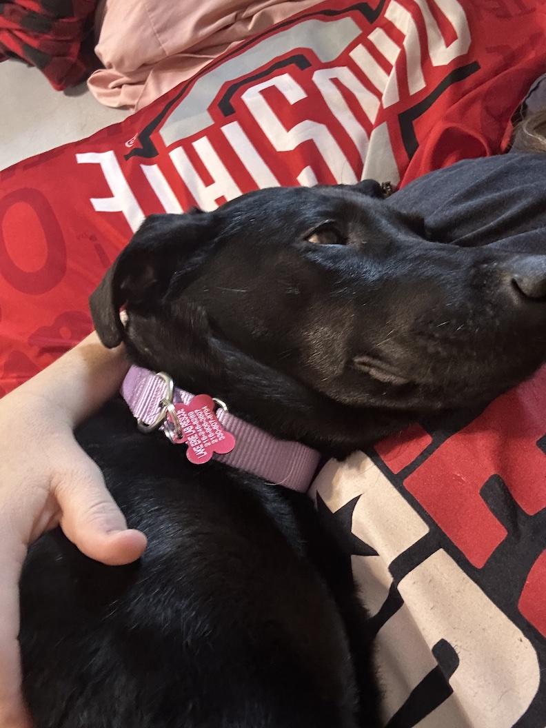 Enlarge Dottie, an adoptable mixed breed in Medina, OH image 6/6