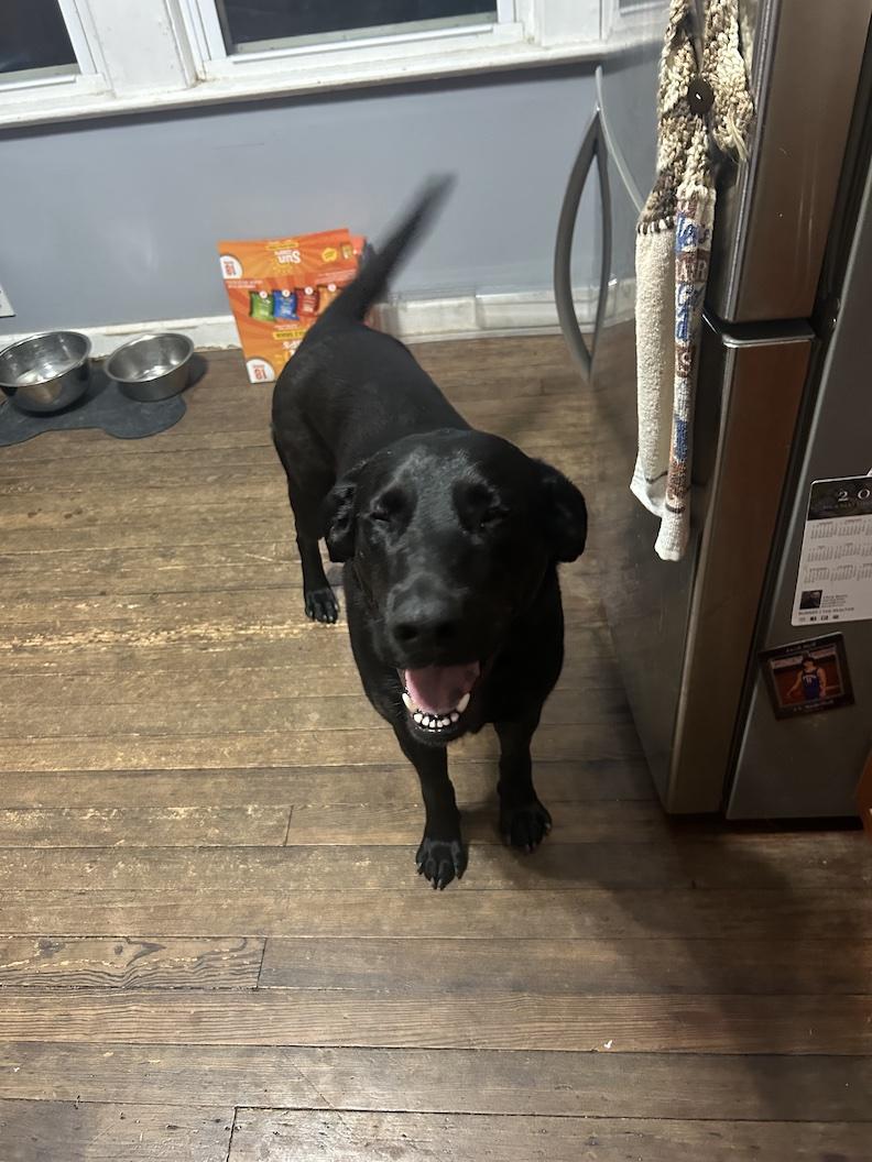 Enlarge Dottie, an adoptable mixed breed in Medina, OH image 3/6