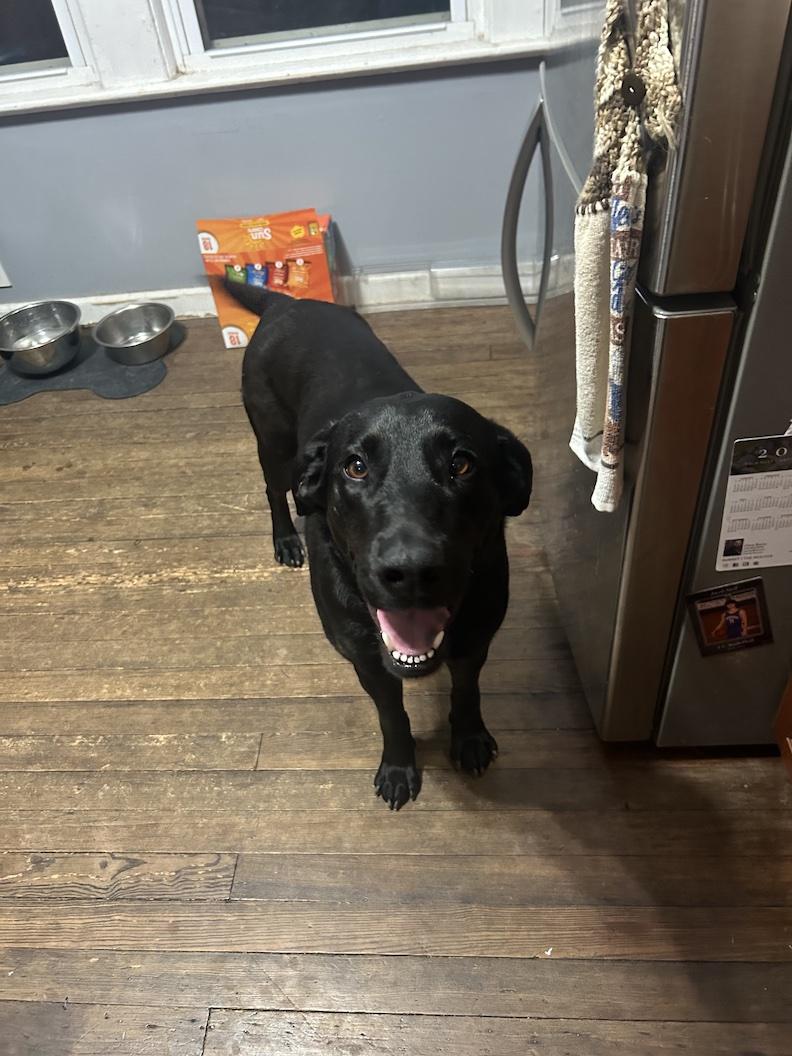 Enlarge Dottie, an adoptable mixed breed in Medina, OH image 2/6