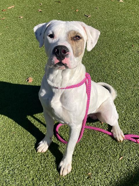 GRAY, Adoptable, Adult Male American Bulldog.
