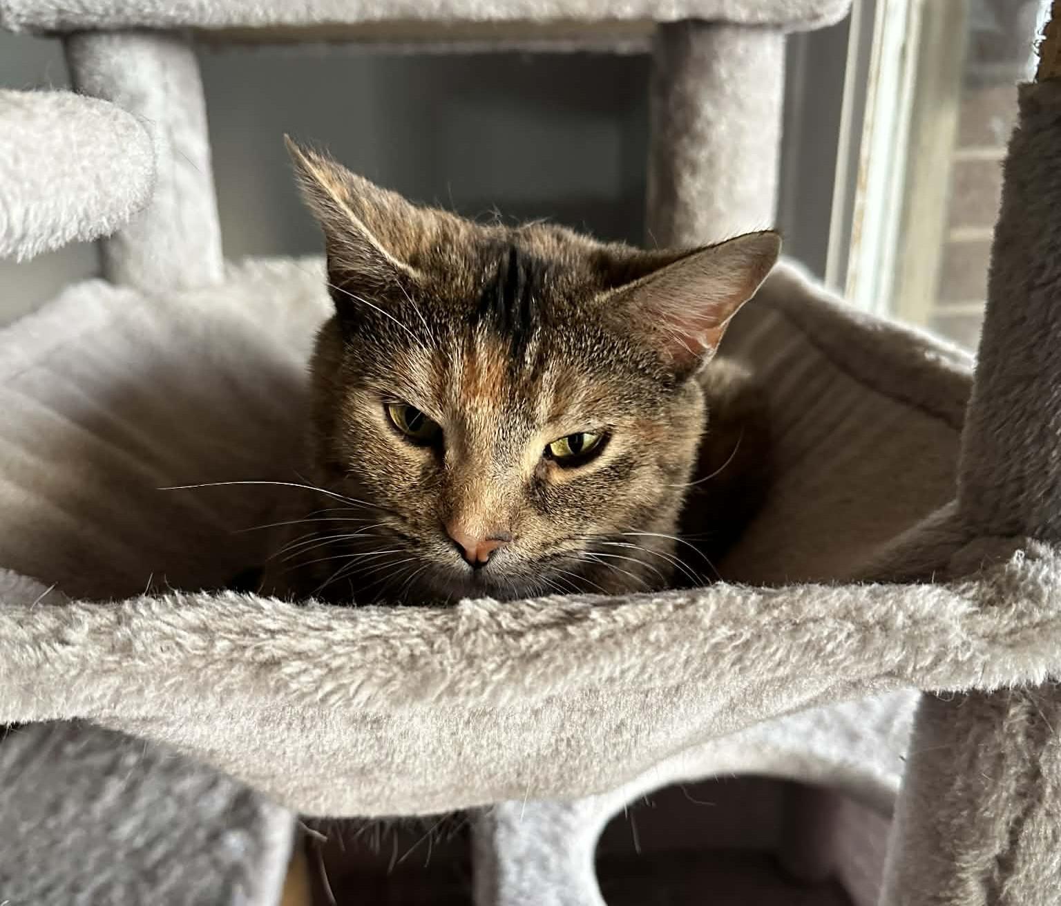 Lettie Loveless thumbnail 3