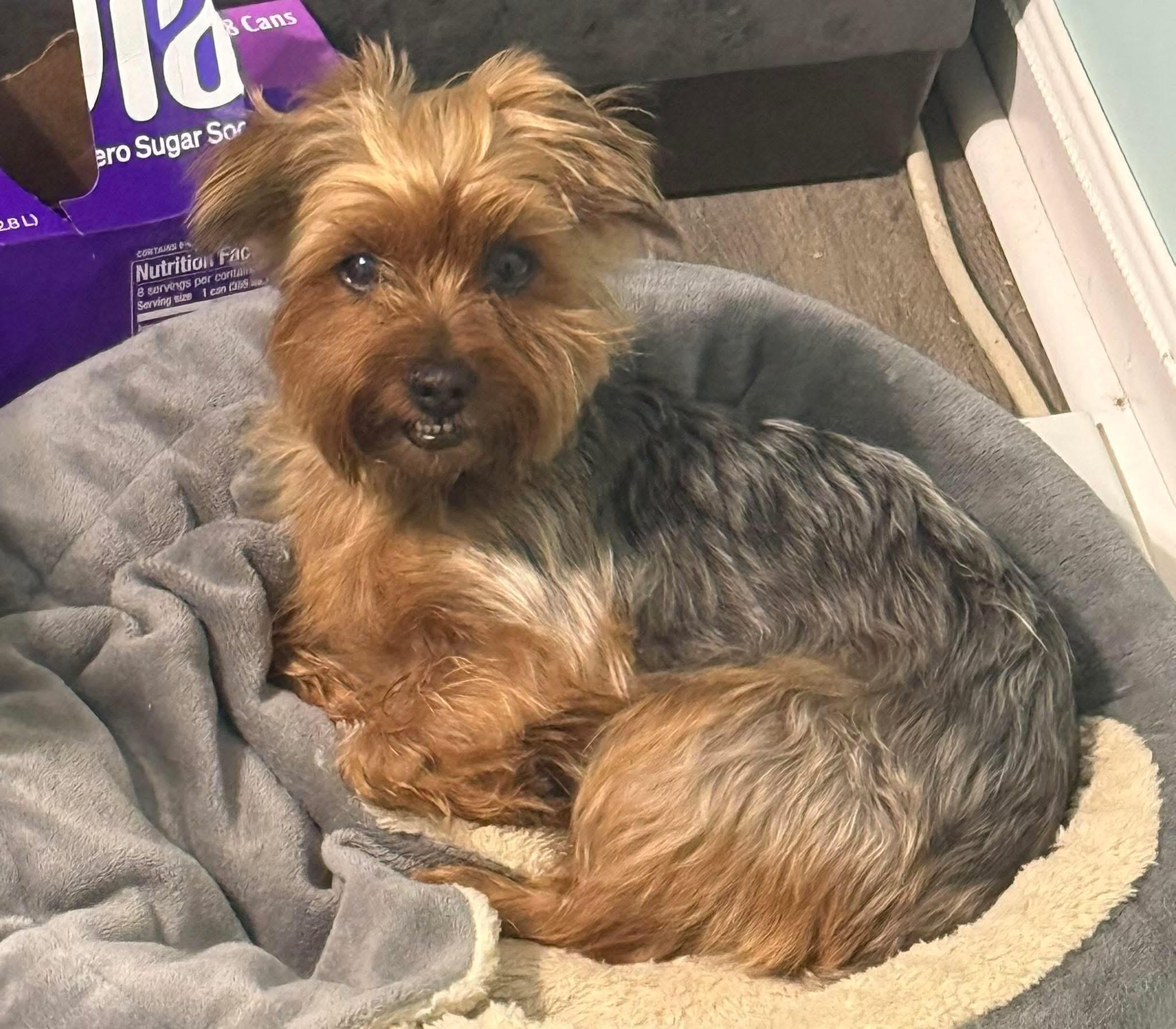 Boo bop, ADOPTABLE, Adult Female Yorkshire Terrier.