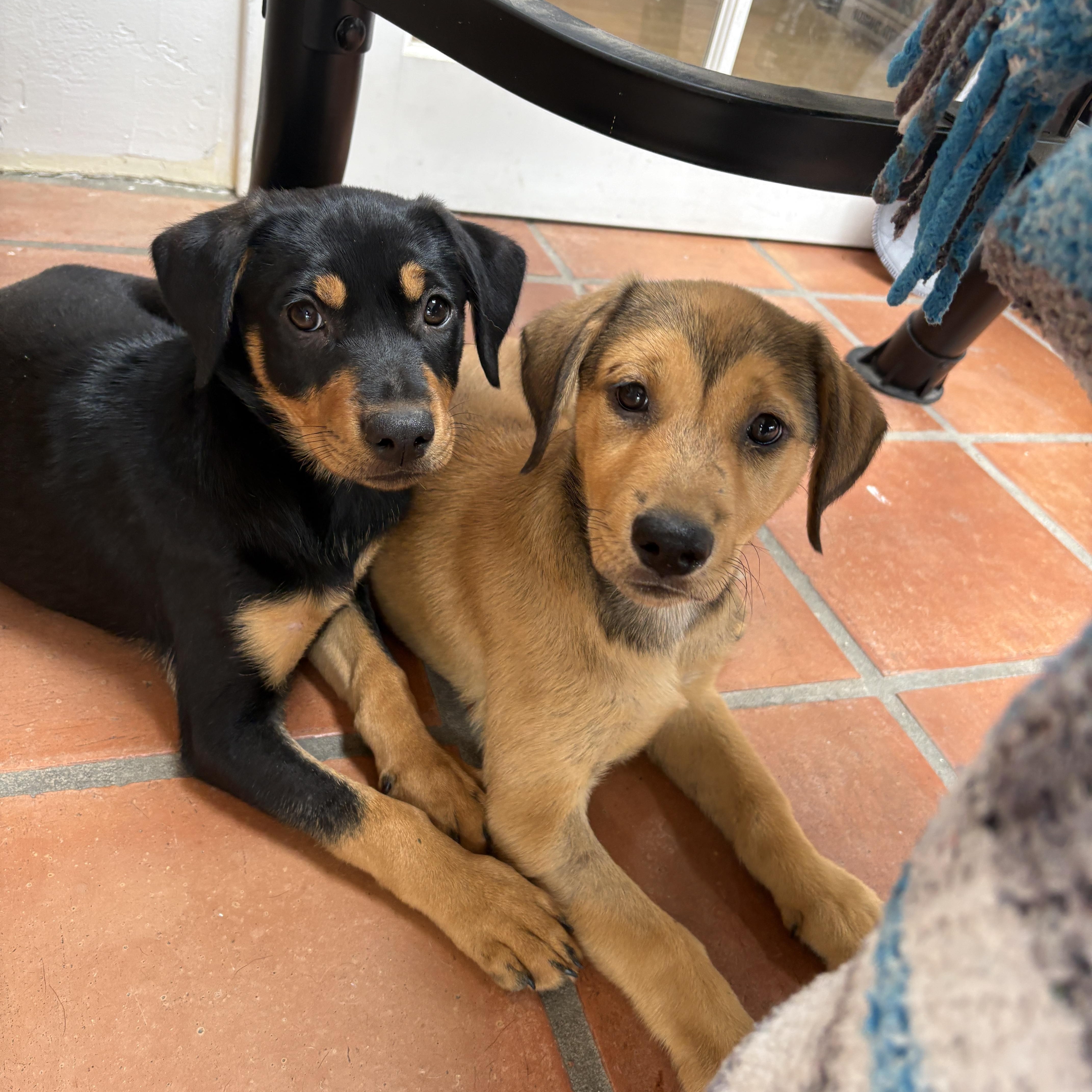 Enlarge Wrennie, a ADOPTABLE mixed breed in San Diego, CA image 5/6