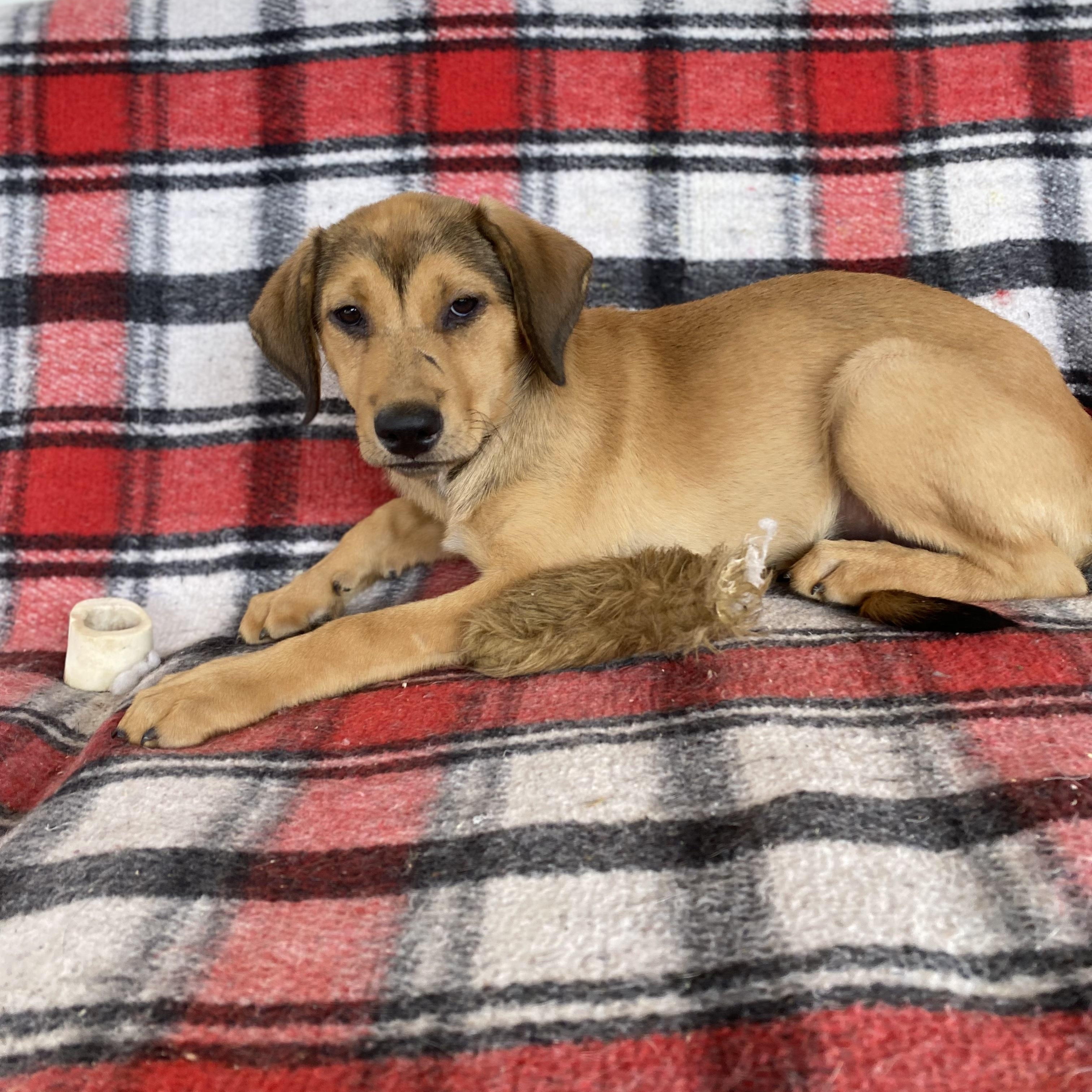 Enlarge Wrennie, a ADOPTABLE mixed breed in San Diego, CA image 2/6