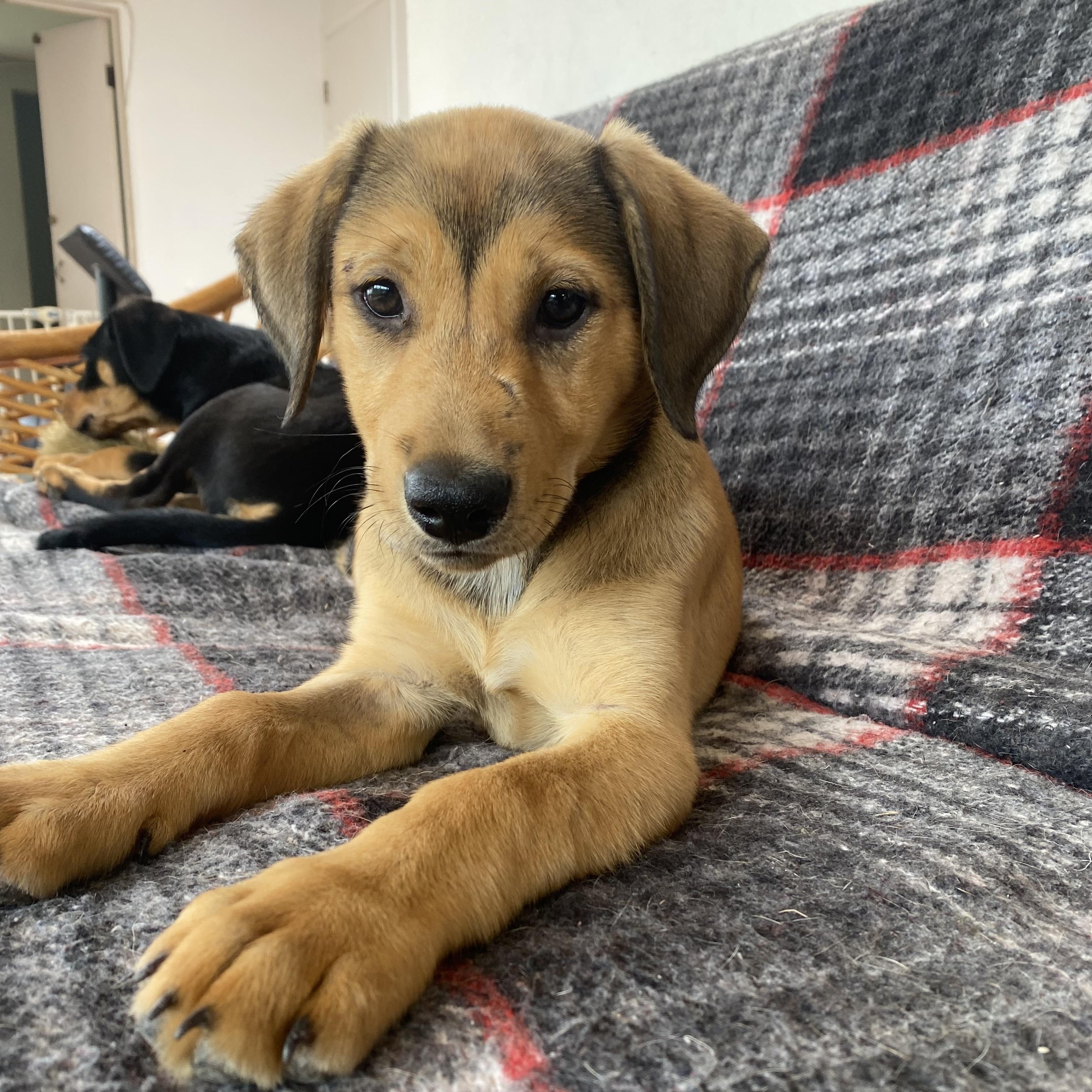 Wrennie, ADOPTABLE, Puppy Female Shepherd & Labrador Retriever.