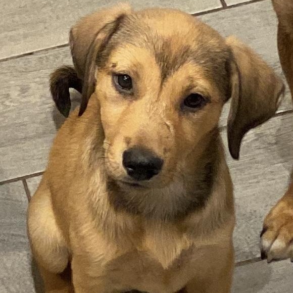 Enlarge Wrennie, a ADOPTABLE mixed breed in San Diego, CA image 3/6