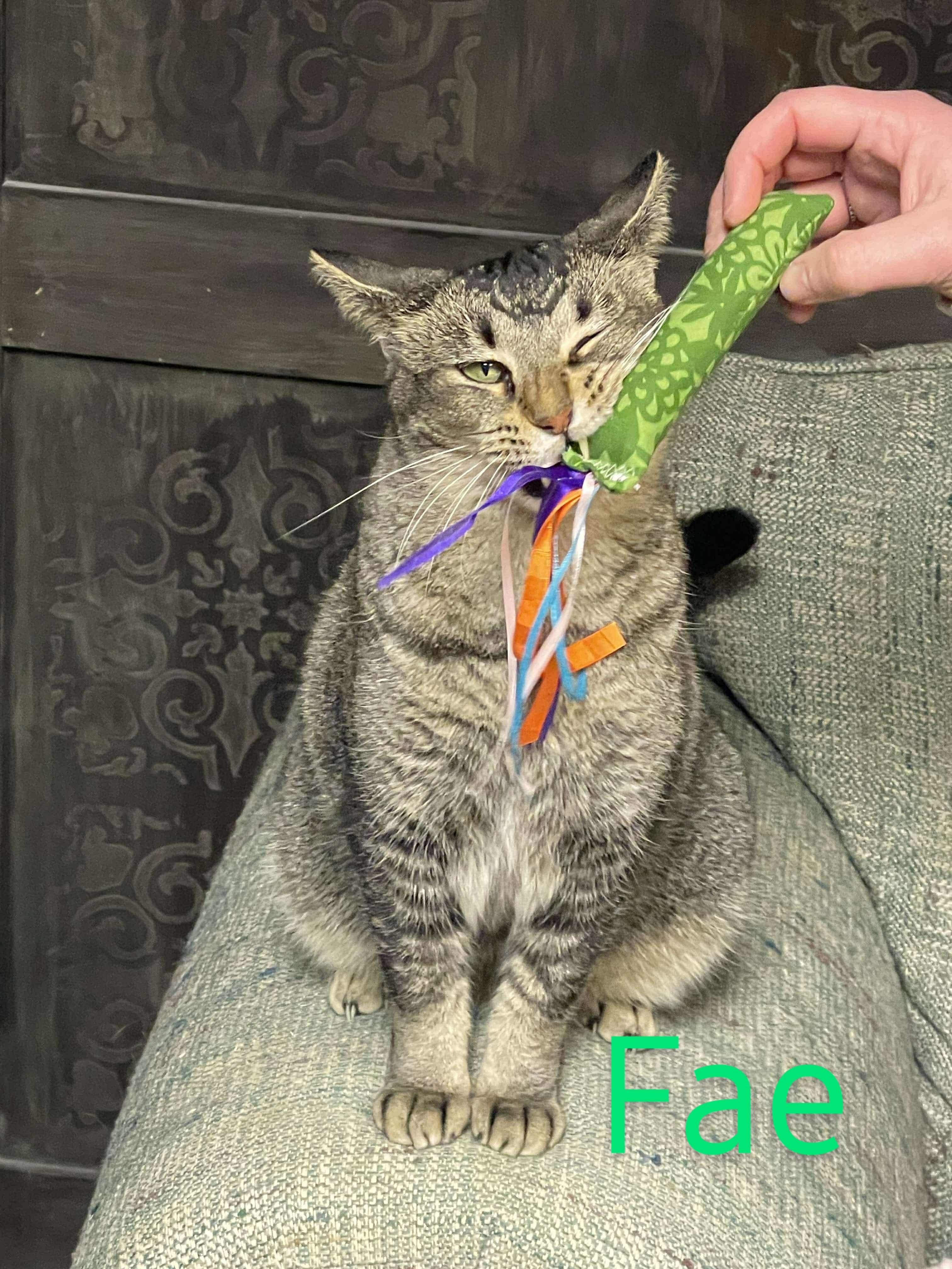 Enlarge Fae, a Adoptable Domestic Short Hair in Grand Rapids, MI image 2/5