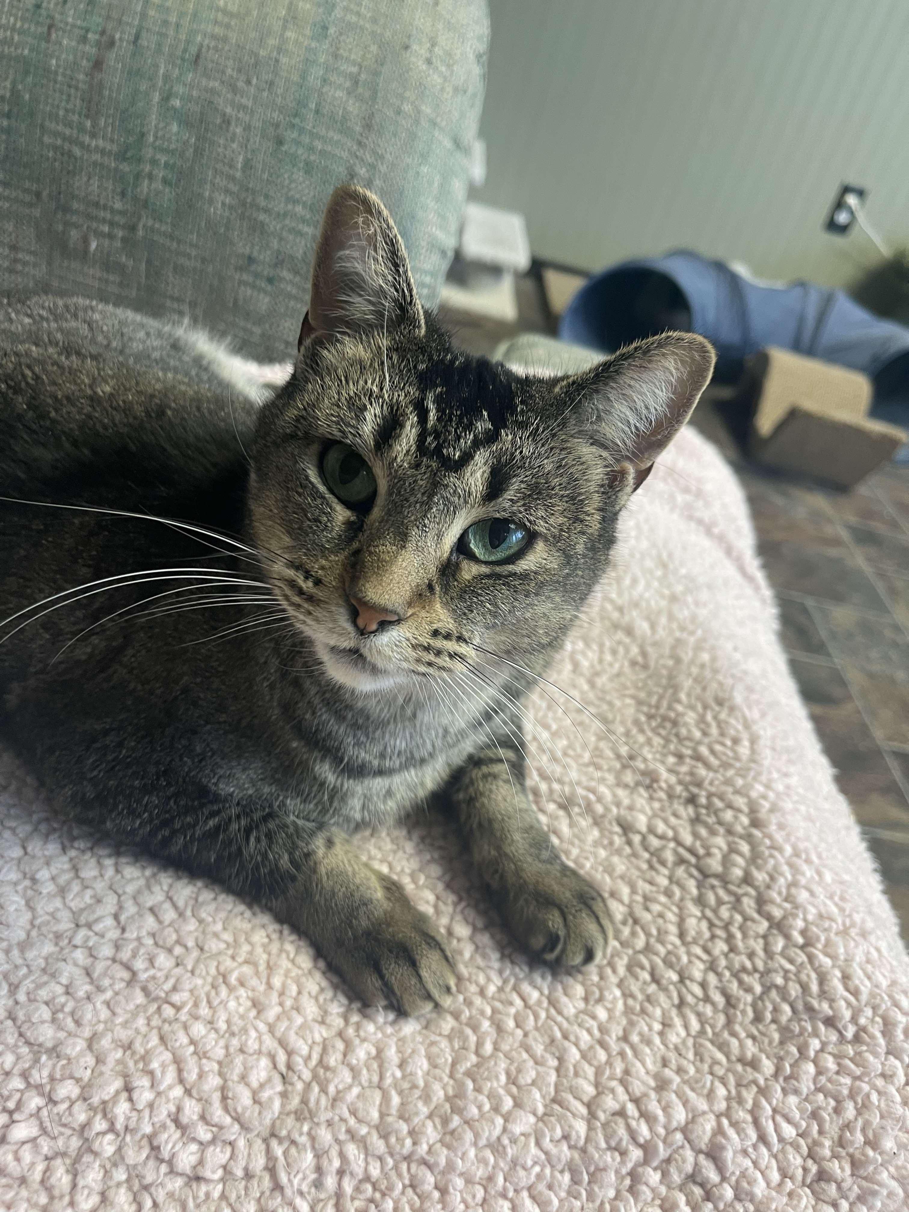 Fae, an adoptable Domestic Short Hair in Grand Rapids, MI, 49548 | Photo Image 3