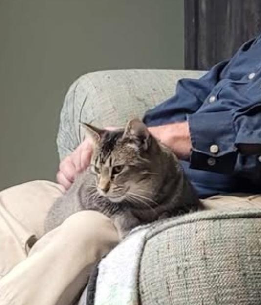 Enlarge Fae, a Adoptable Domestic Short Hair in Grand Rapids, MI image 5/5